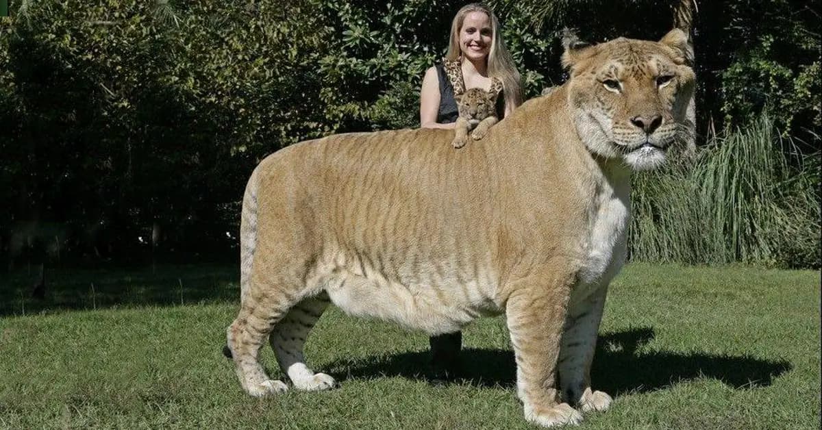 Discover the world’s largest cat: Meet the incredible liger cub [lion+tiger], an awe-inspiring marvel (Video)