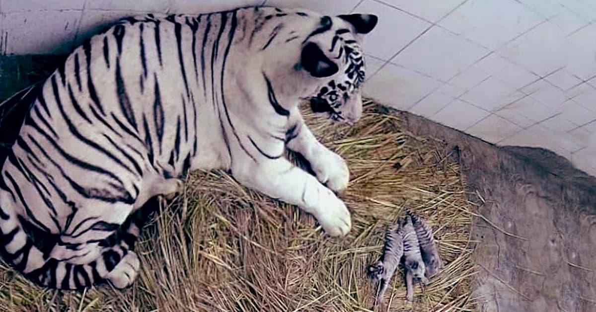 Welcome three white tiger cubs to the Delhi Zoo after seven years (Video)