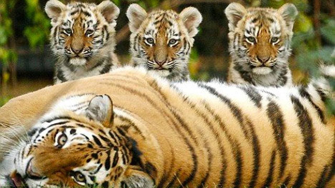 A stunning tiger family, truly remarkable, with lion cubs gazing at the camera (Video)