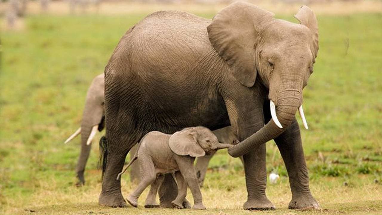 The heartwarming moment when the mother elephant helps her 5-hour-old baby elephant, DokRak, nurse for the first time (Video)