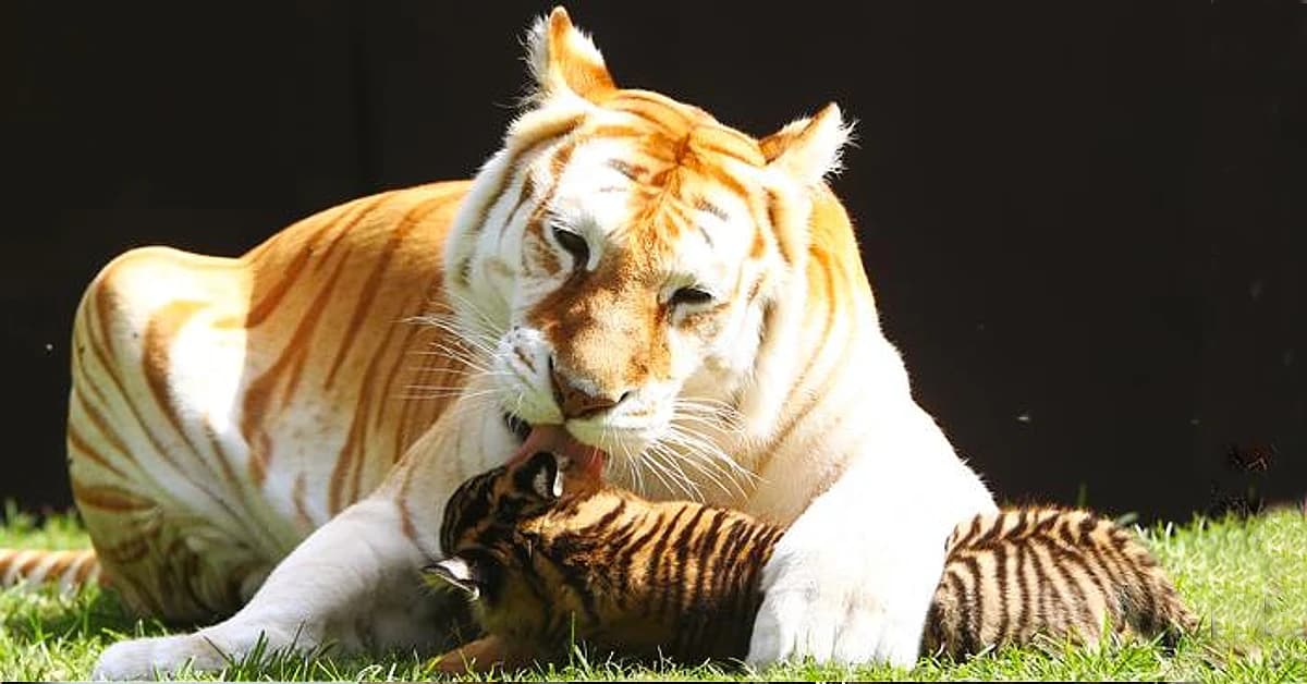 A Beautiful Encounter: Two Tiger Cubs Meet a Golden Tiger for the First Time (Video)