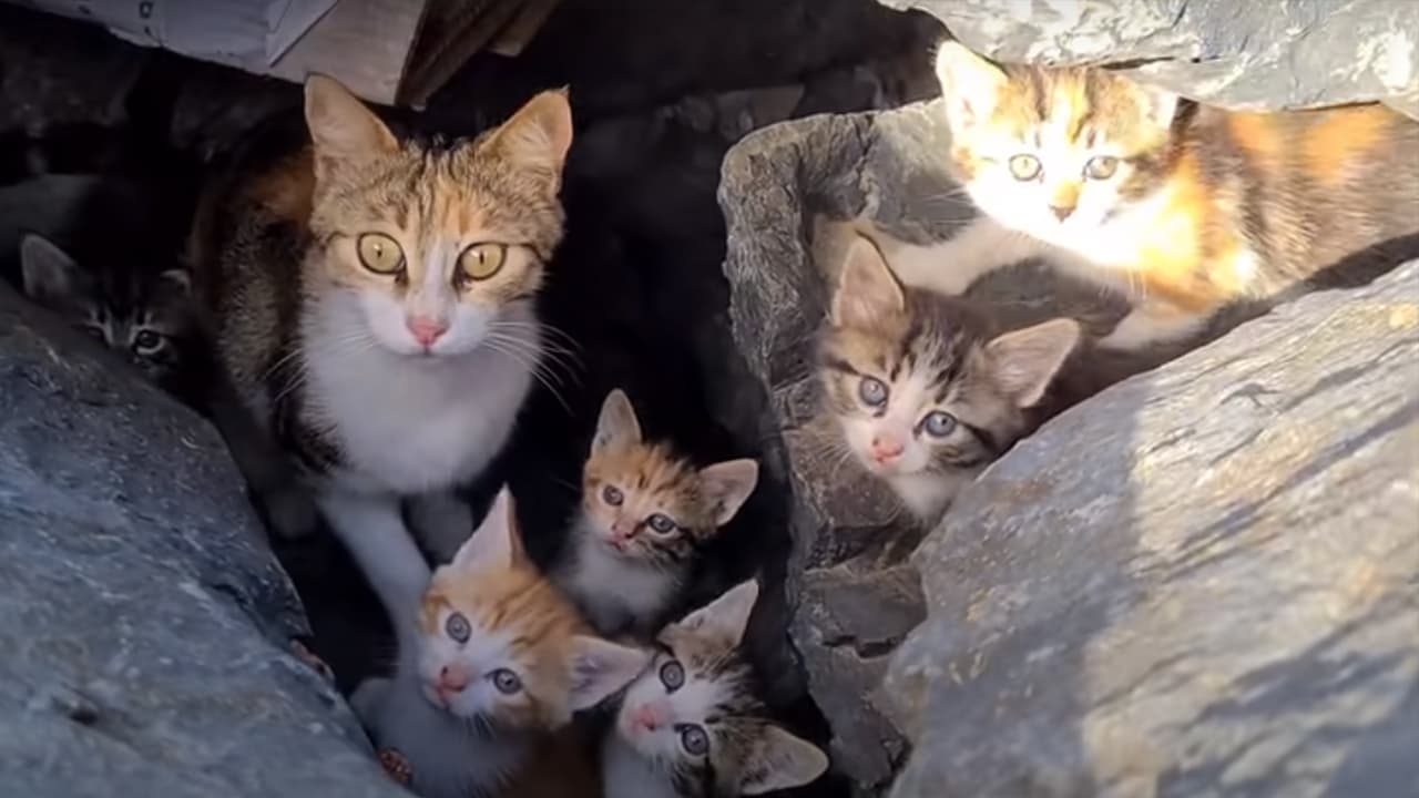 Poor mother cat hiding in the cliffs to protect her Kittens (Video)