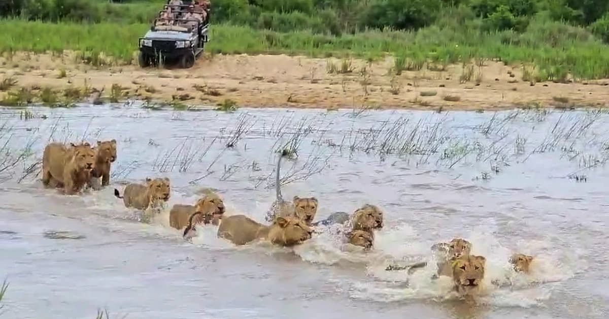 Lions Navigating a River (Video)