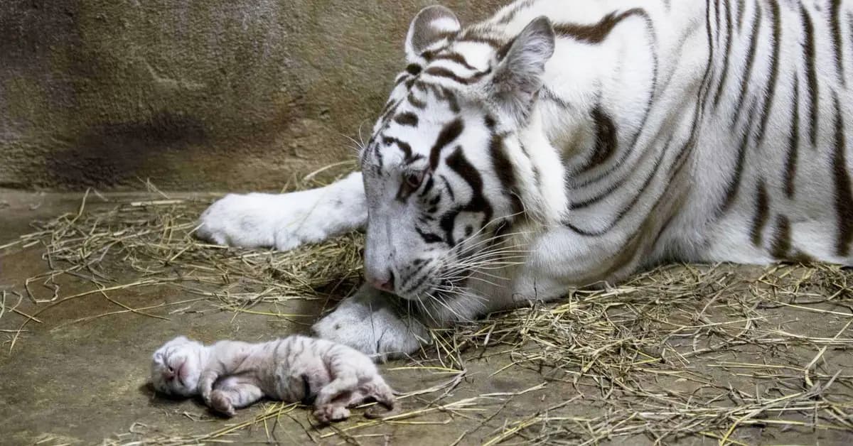 The smallest white tiger is only 7 minutes old, and it doesn’t have a name yet. Its eyes are still closed (Video)