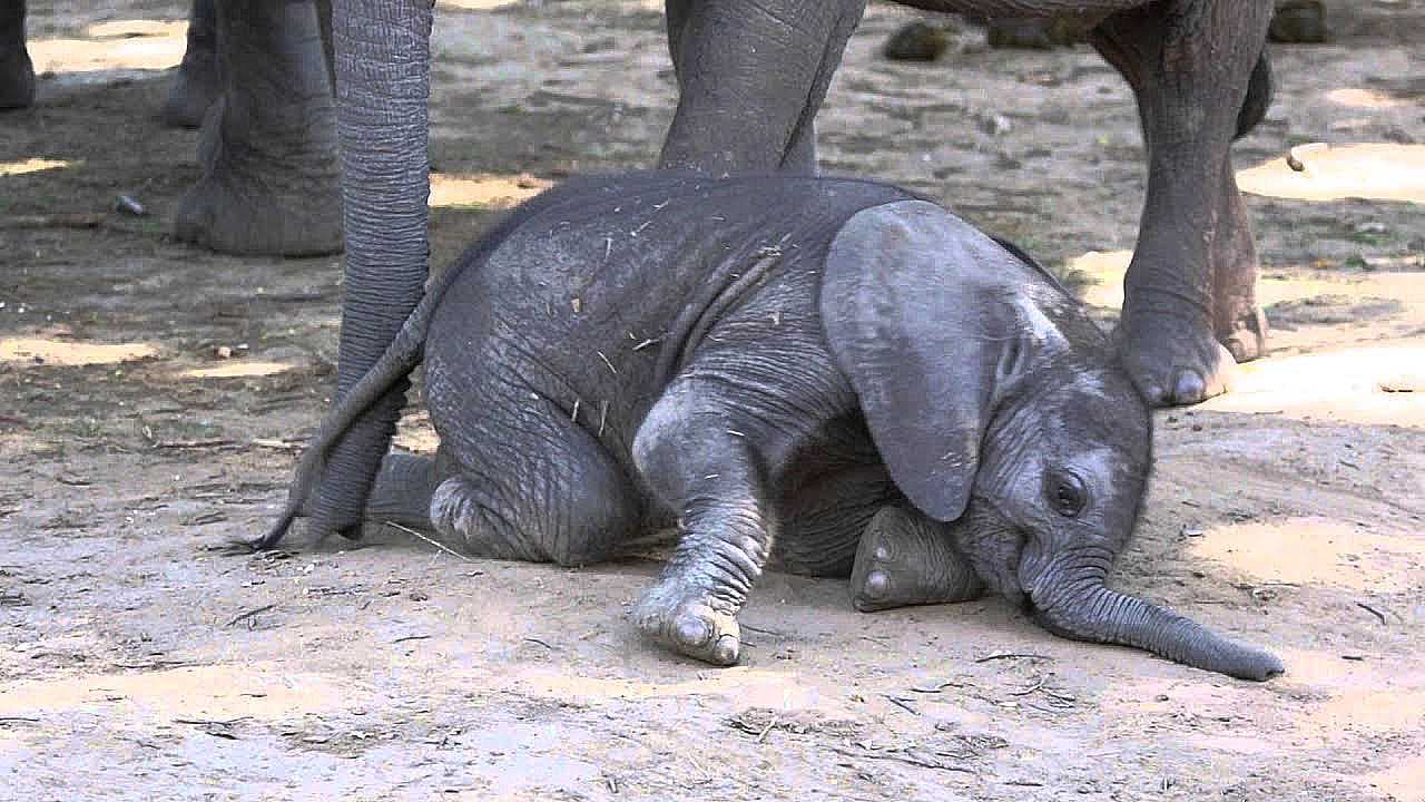 The baby elephant, full of determination, is trying its best to stand up and take its first steps! (Video)