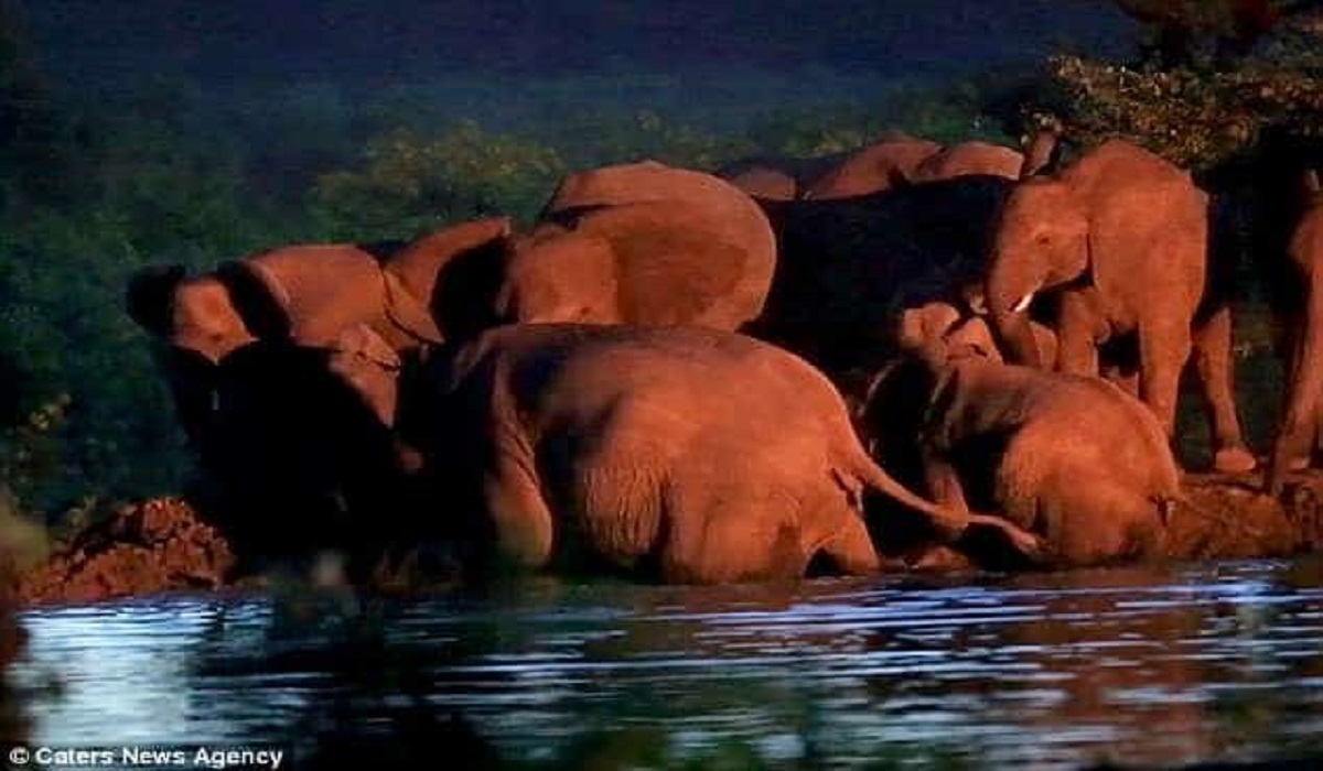 Heartwarming Moment: Herd of Elephants Unites to Rescue a Baby Elephant