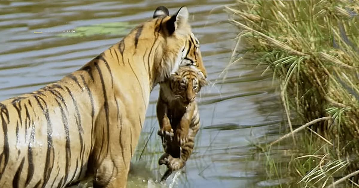 New tiger cubs born in the wild (Video)