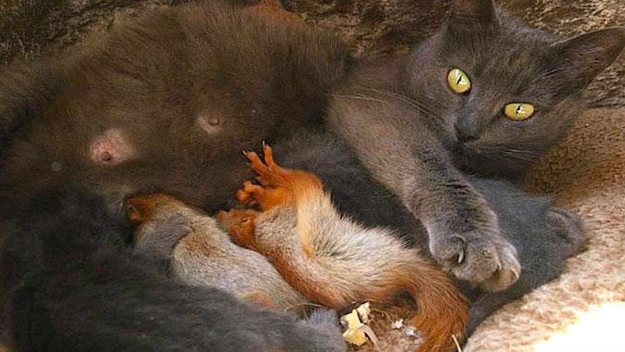 Mother Cat Takes in Four Abandoned Baby Squirrels and Cares for Them (Video)