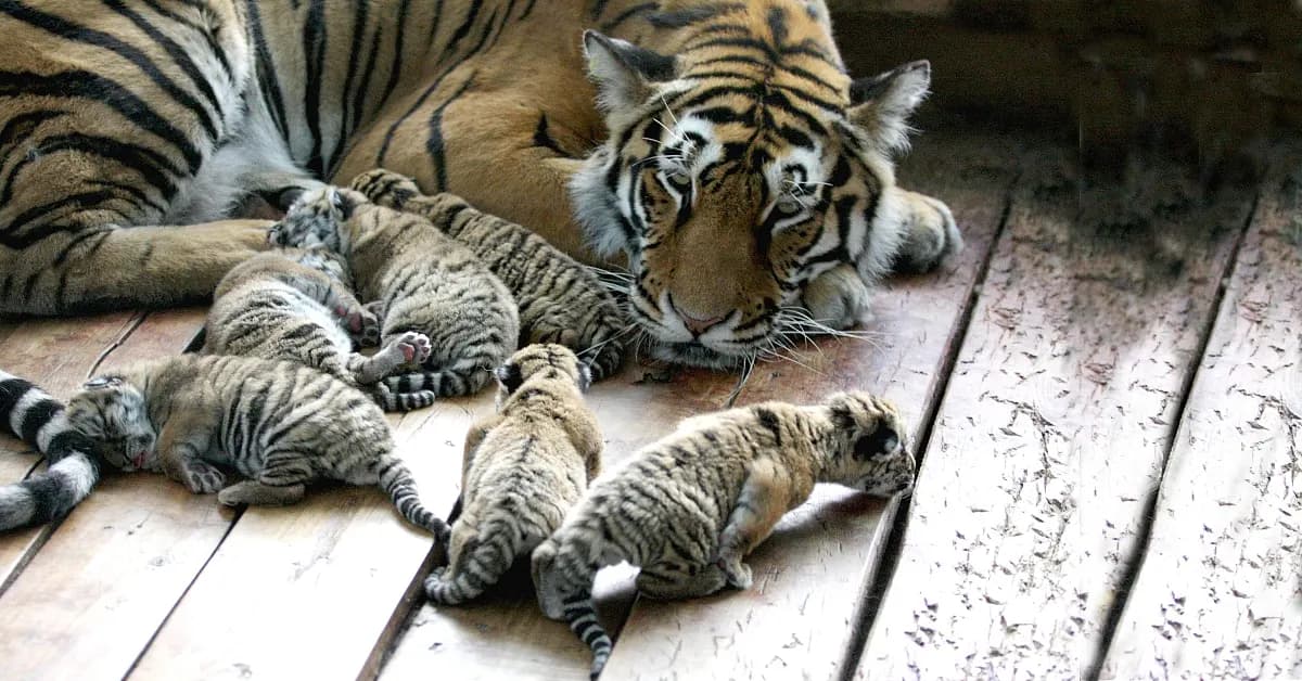 Adorable Siberian tiger quadruplets born in Northeast China (Video)