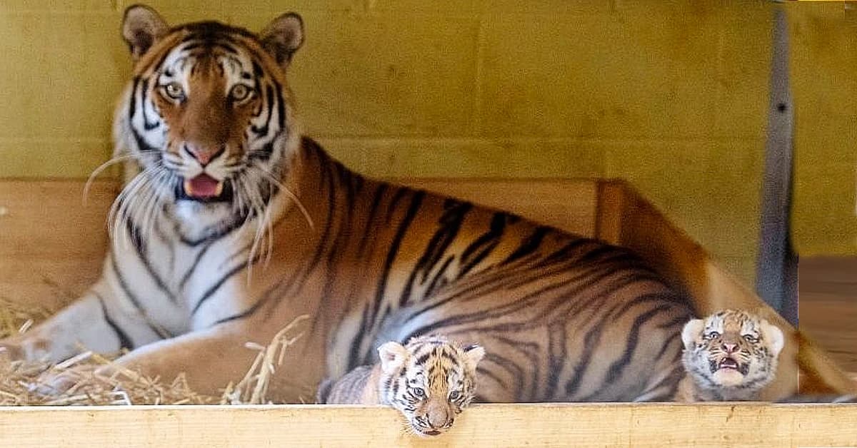 Two endangered tiger cubs were born at Longleat Safari Park after many years (Video)