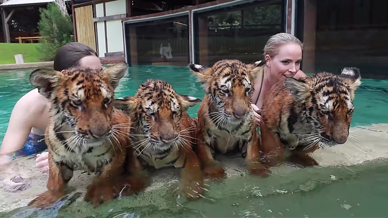 Swim with the four tiger cubs (Video)