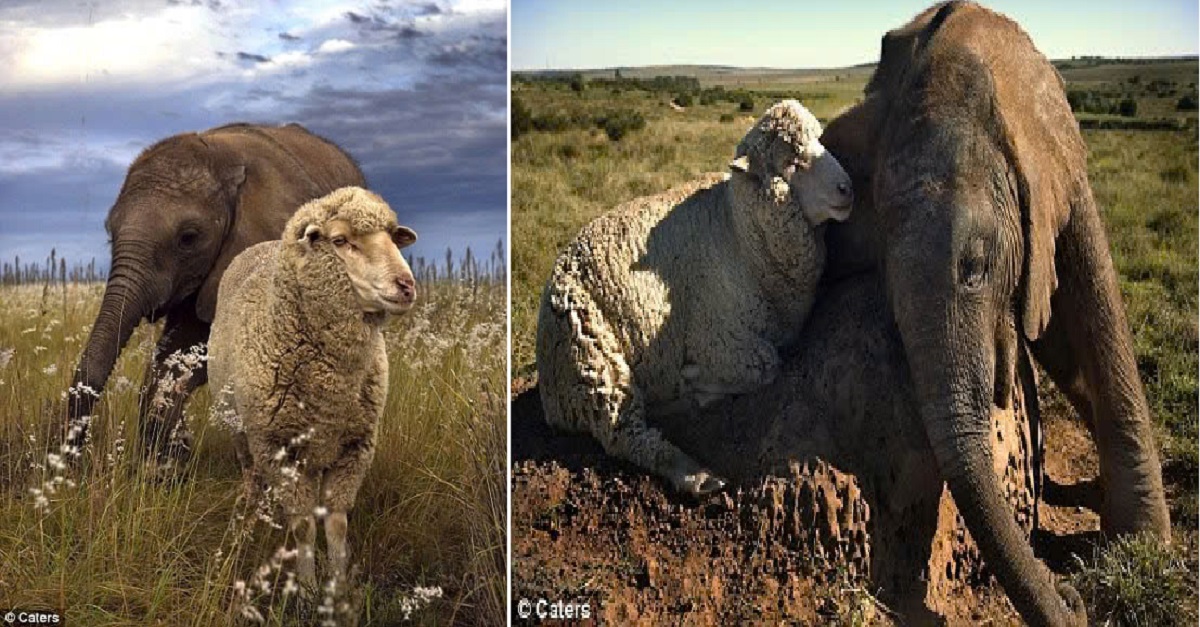 The warm bond between the baby elephant Themba and the sheep Albert