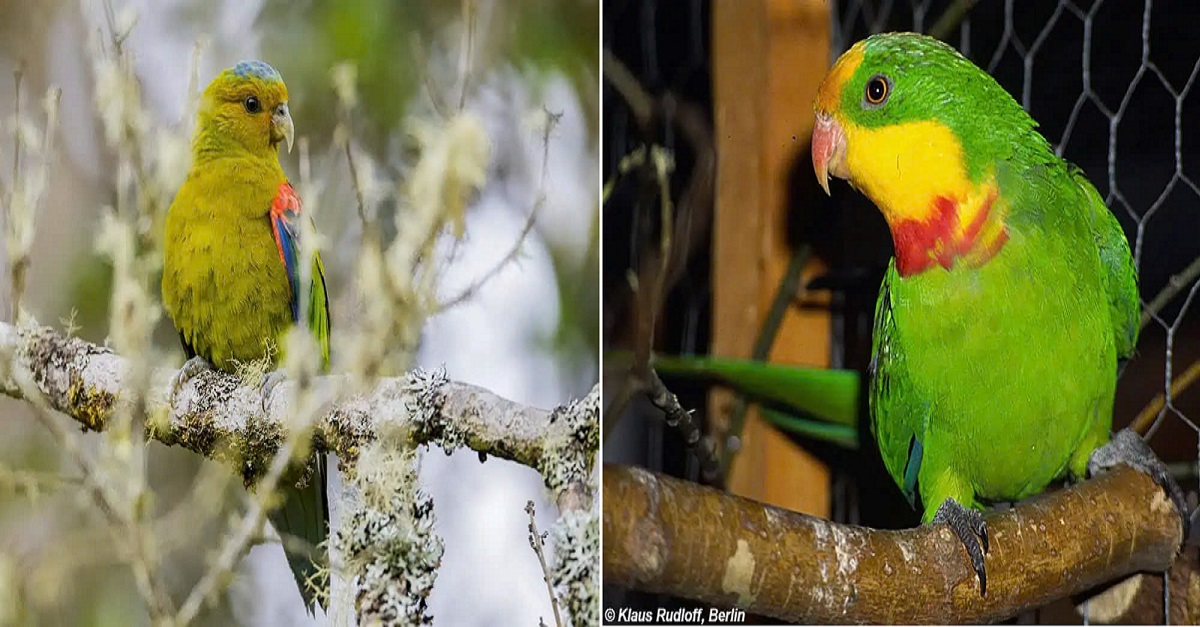 The Blue-winged Parrot: A rare and endangered bird species native to the Andes of Colombia