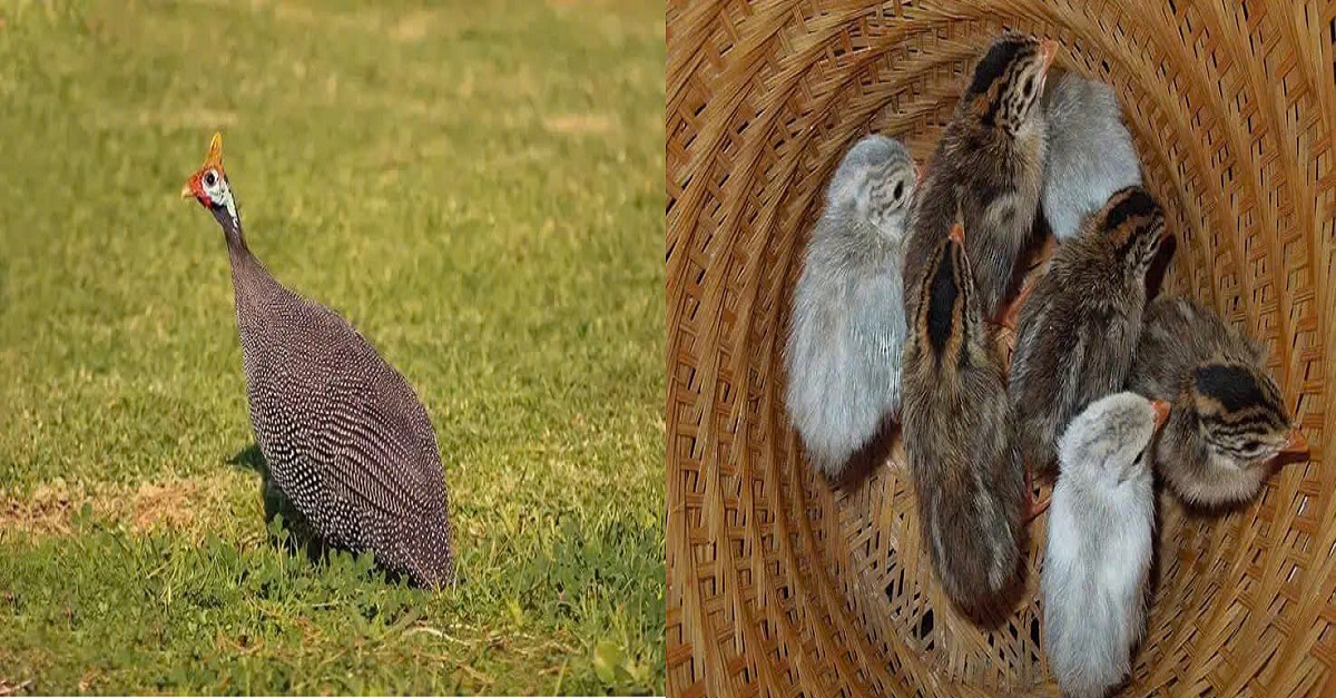 The Helmeted Guineafowl: A bird species with a rich and ancient history