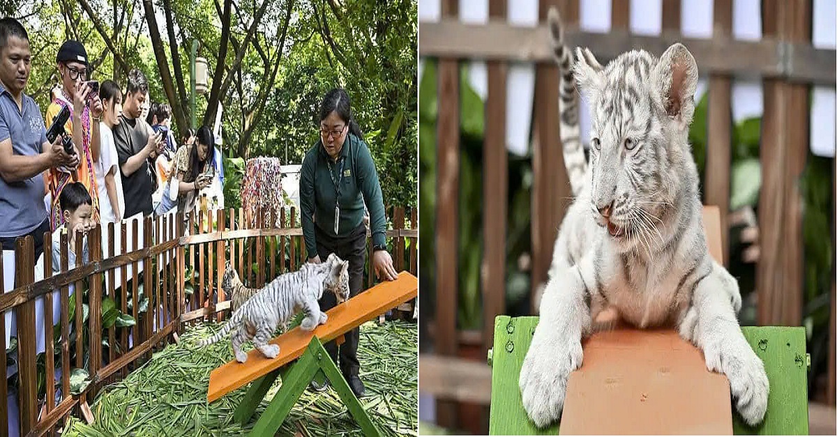 The adorable white tiger cubs charm visitors at the Chimelong Safari Park in Guangdong