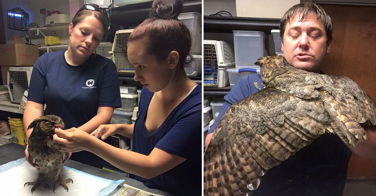 The rescued owl clung tightly to the man who had saved its life