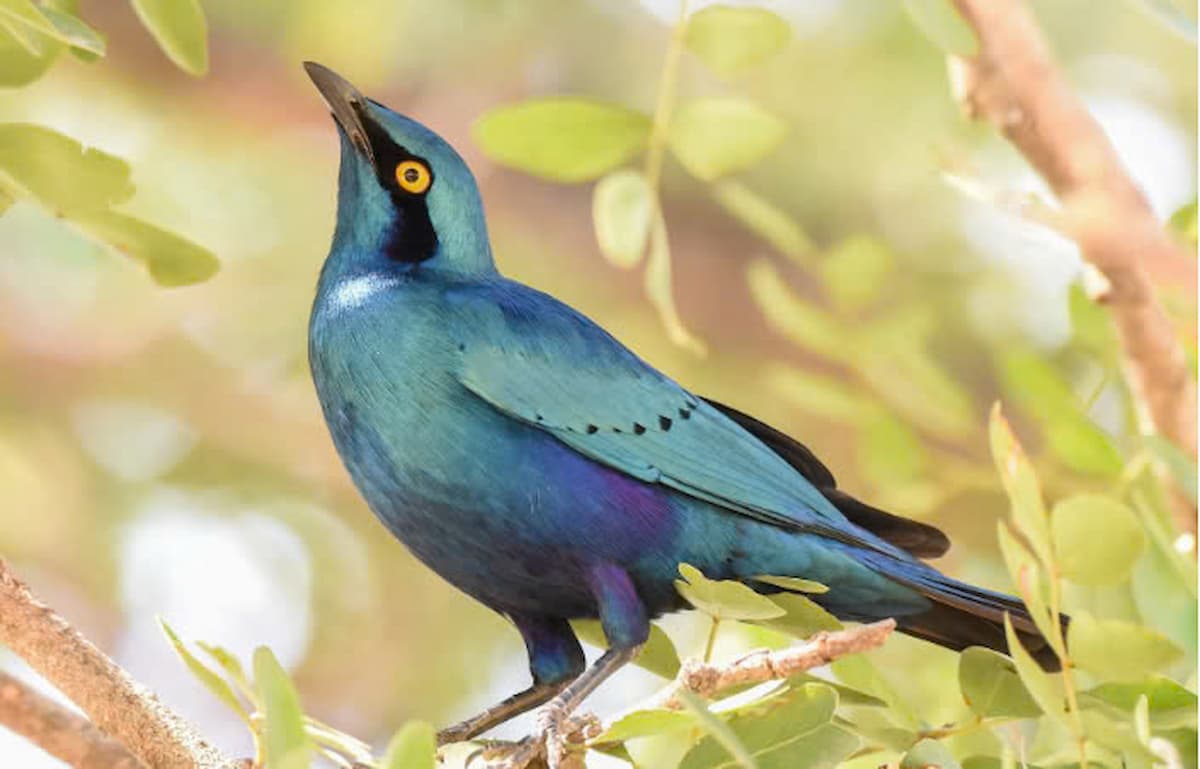 The Dazzling Brilliance of the Greater Blue-Eared Starling: Exploring Nature’s Living Gem