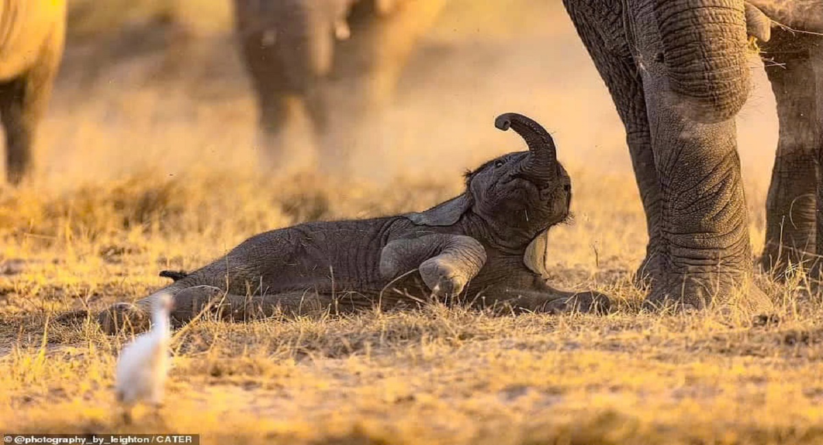 The little elephant calf is learning to walk: The adorable baby elephant is stumbling as it tries to keep up with the herd