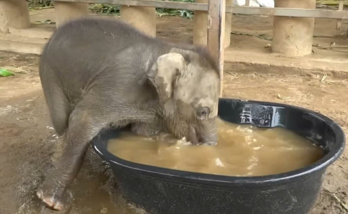 So cute: The baby elephant’s first bath captivates the internet