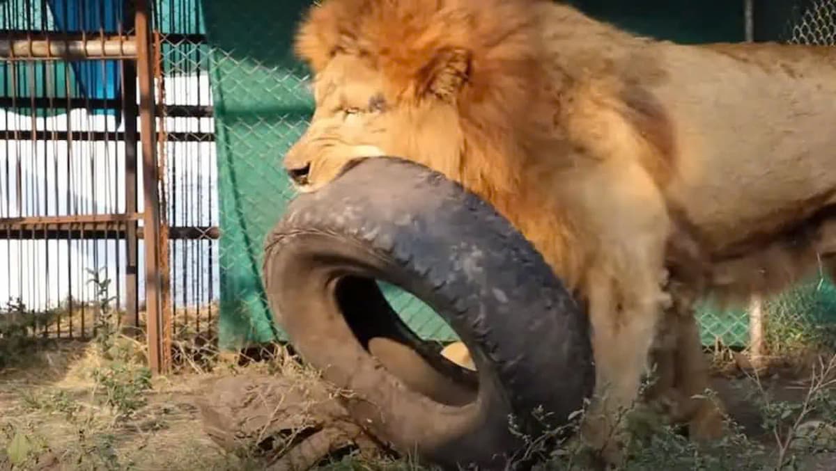 The circus lion experiences freedom and green grass for the first time