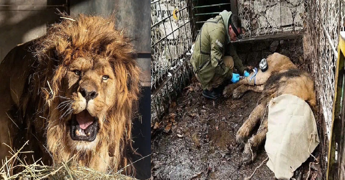 The abandoned lion thrived after being rescued and cared for at the sanctuary