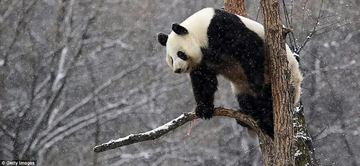 The first snowfall of the season melts the heart of the panda: Meng Meng’s winter joy captured on camera!