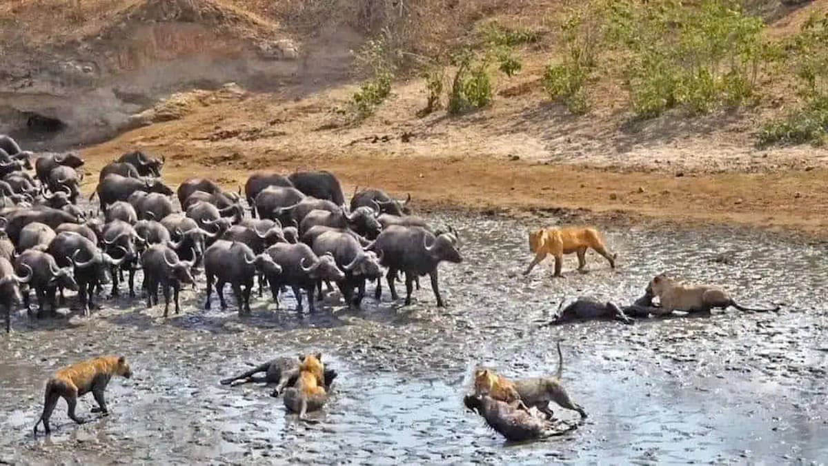 Lions and buffaloes face off in a dramatic battle at Mana Pools National Park (VIDEO)