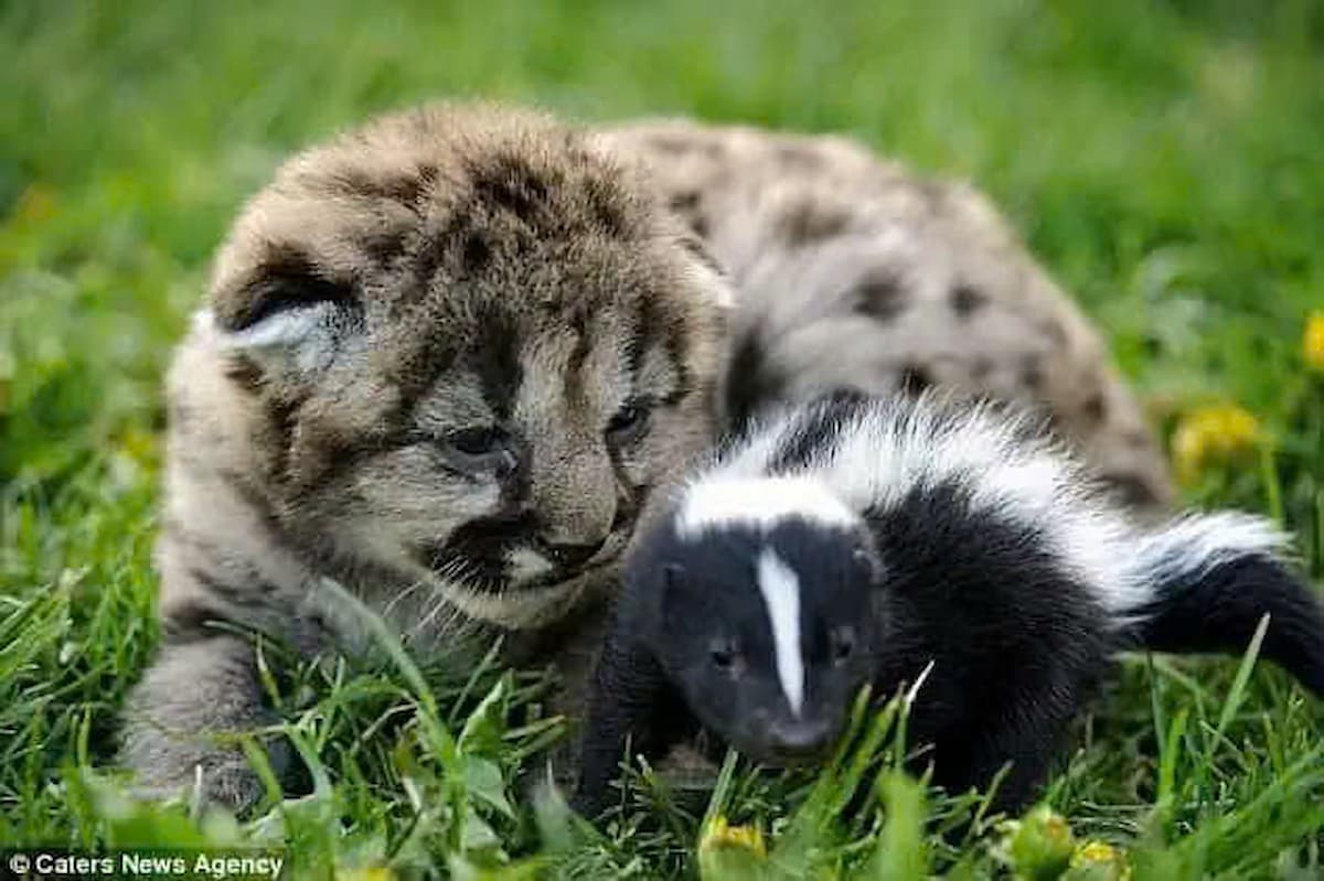 An Unbelievable Bond: A Lion Cub and a Skunk Kitten Share a Warm Friendship