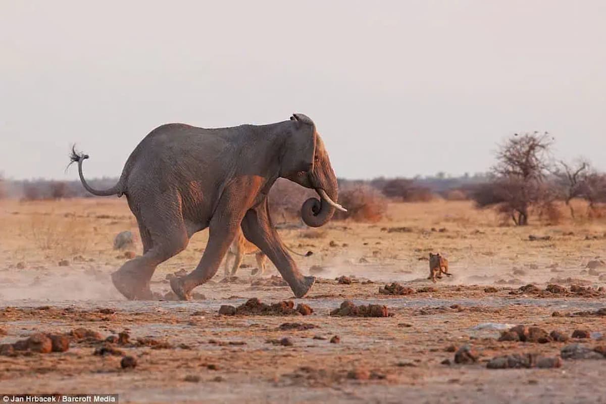 The fearless lion stands its ground against the charging elephant to protect its pride at a waterhole in Botswana