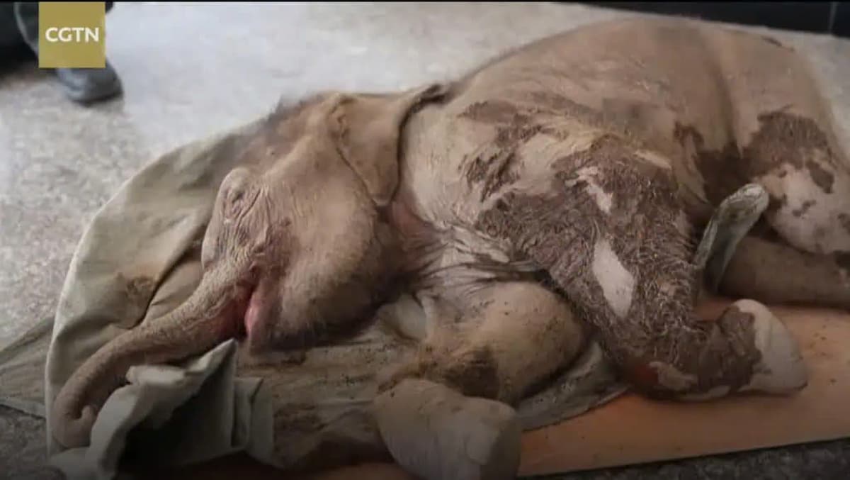 Rescuing a baby elephant from a water pipe in Southwest China