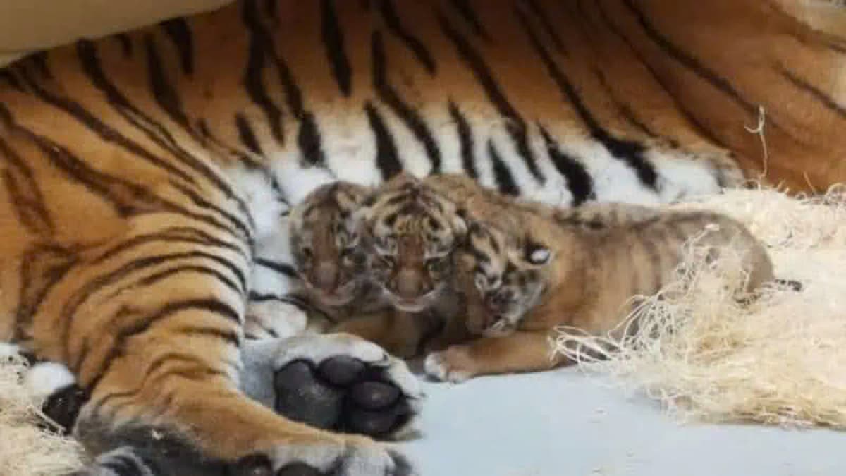 Siberian Tiger Cubs Bring New Life to Milwaukee County Zoo