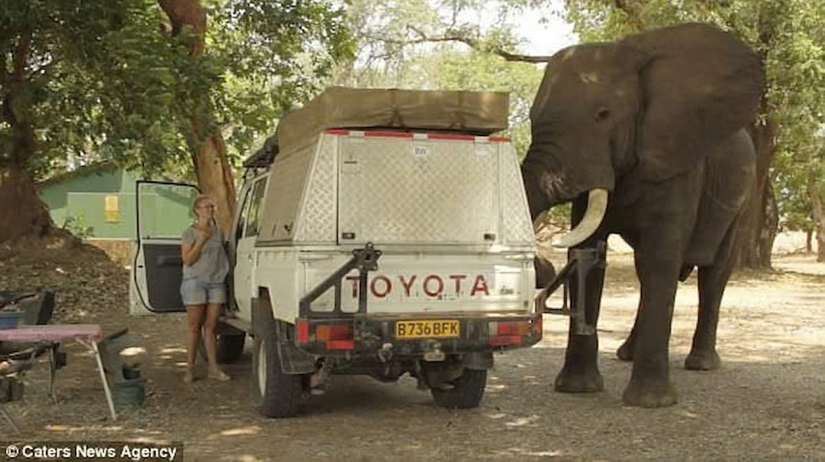 The mischievous elephant’s attempt to steal snacks was caught on camera