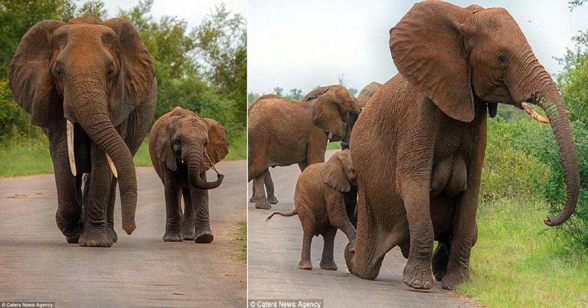 Heartwarming moments captured at Kruger National Park