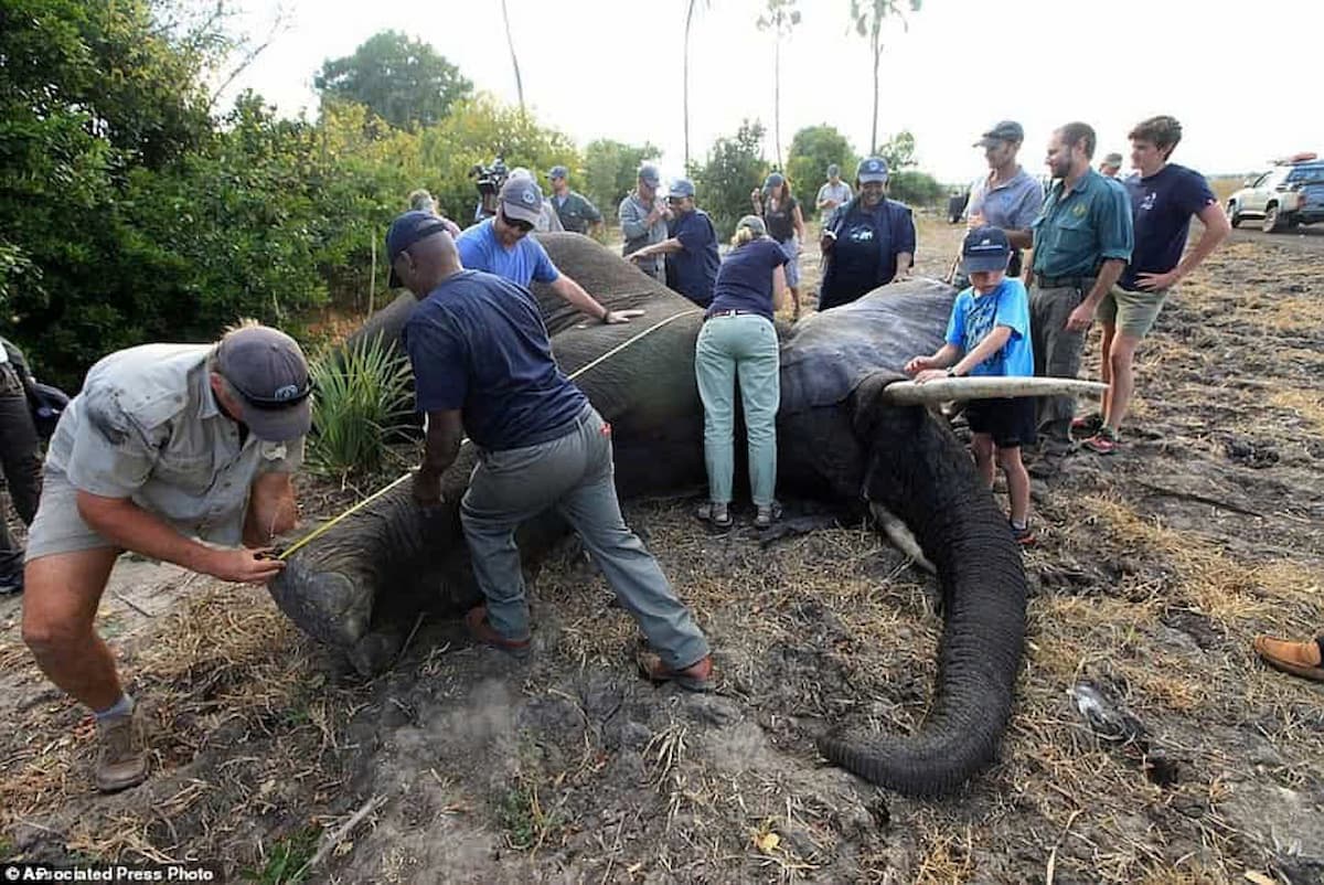 Prince Harry supports elephant conservation with a groundbreaking project in Malawi