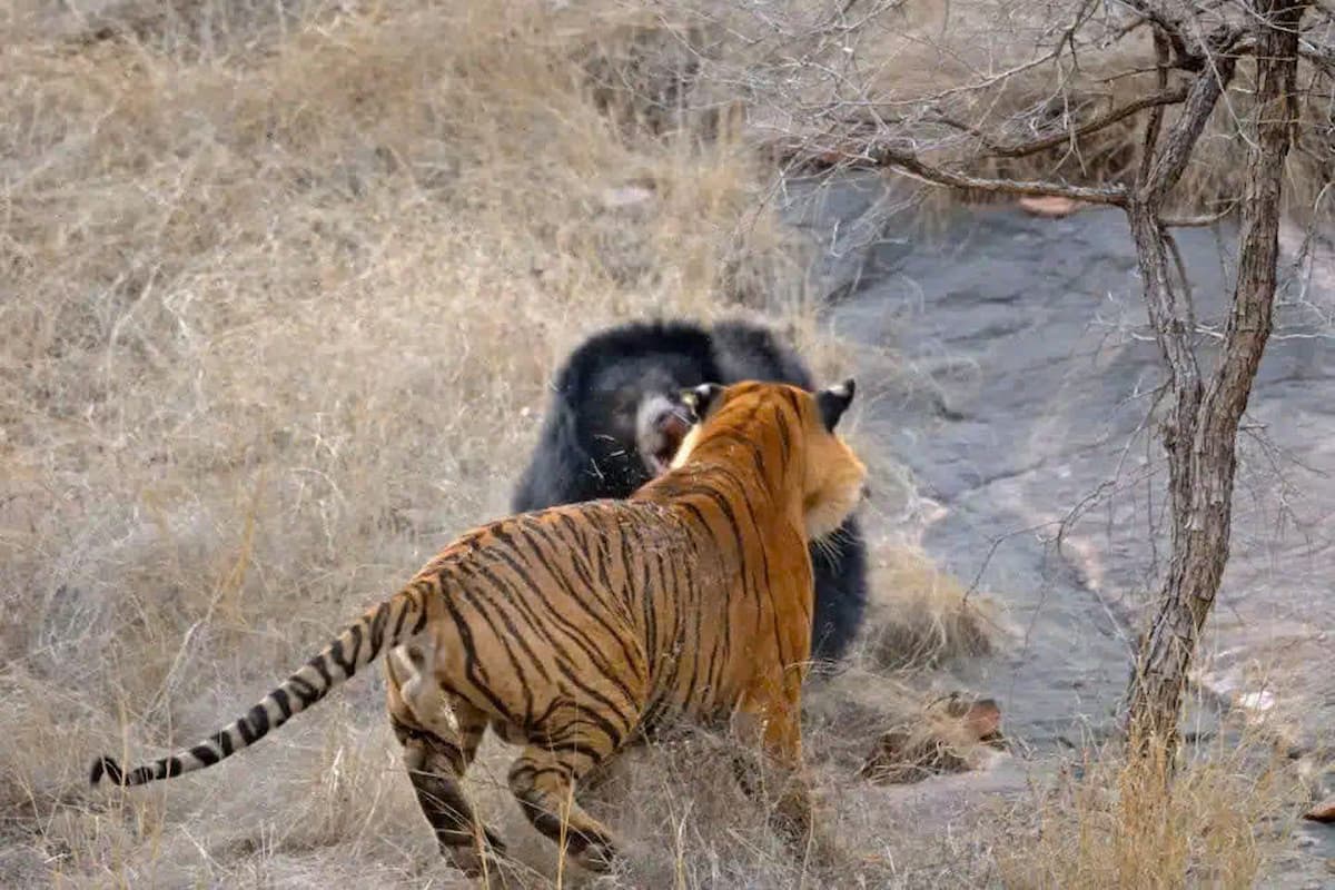 A mother bear protects her cubs from a tiger in these stunning photos