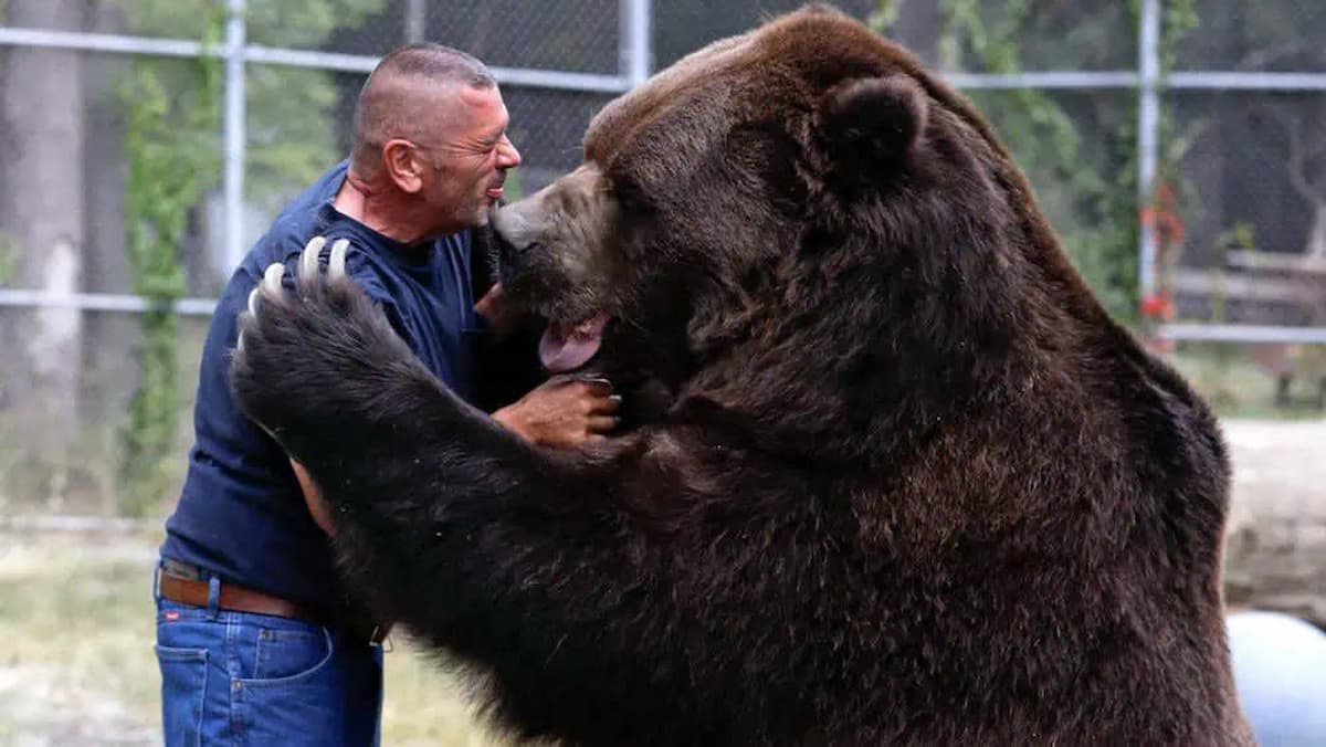 Four orphaned bear cubs have found a new home with a kind caretaker