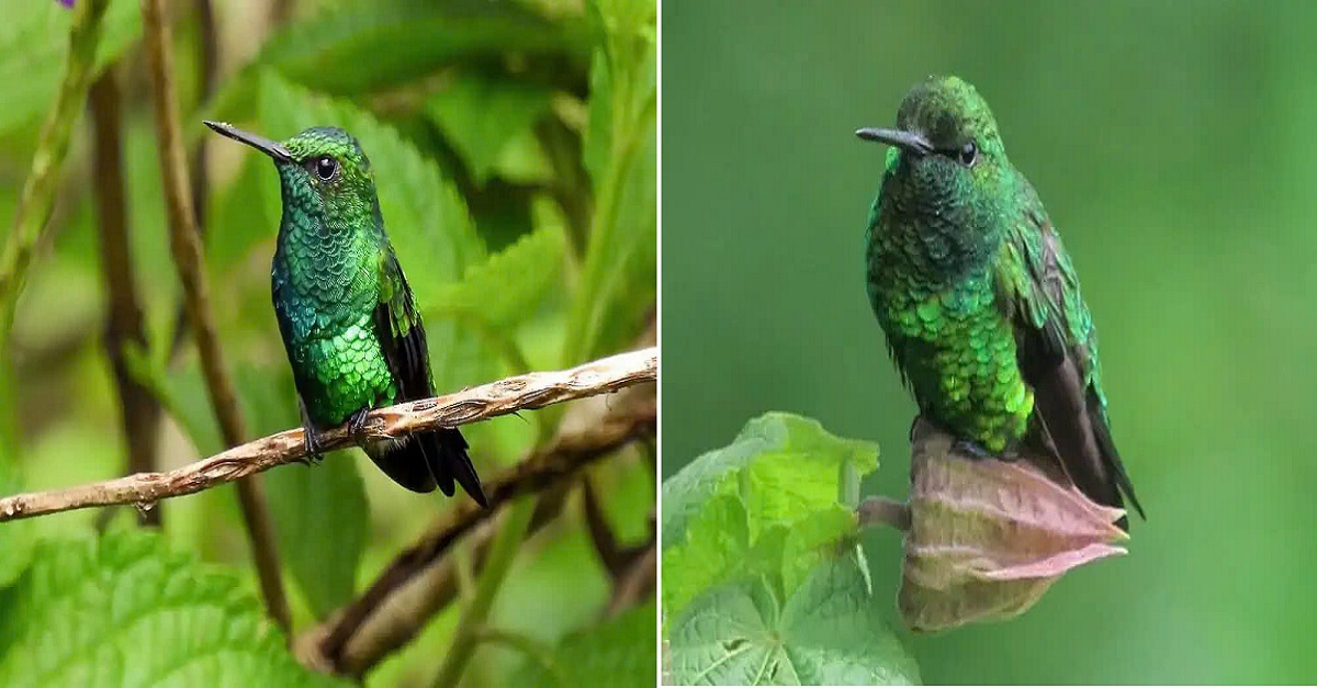 A sparkling gem in your garden: The emerald-colored hummingbird