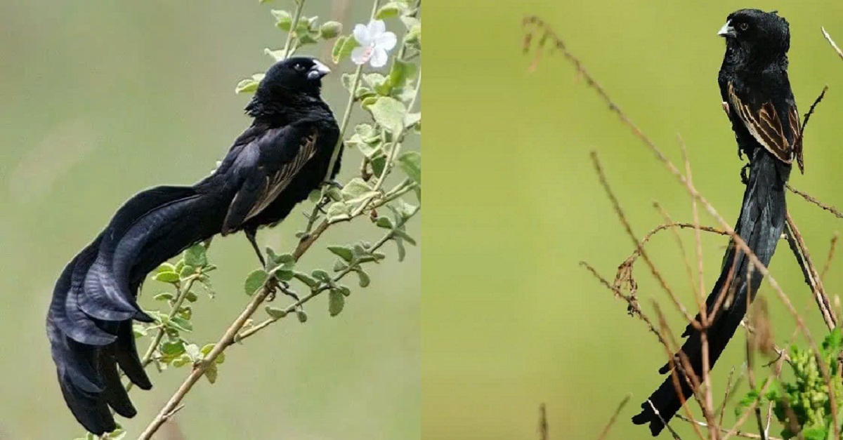 Euplectes jacksoni: The elegant bird with a striking tail