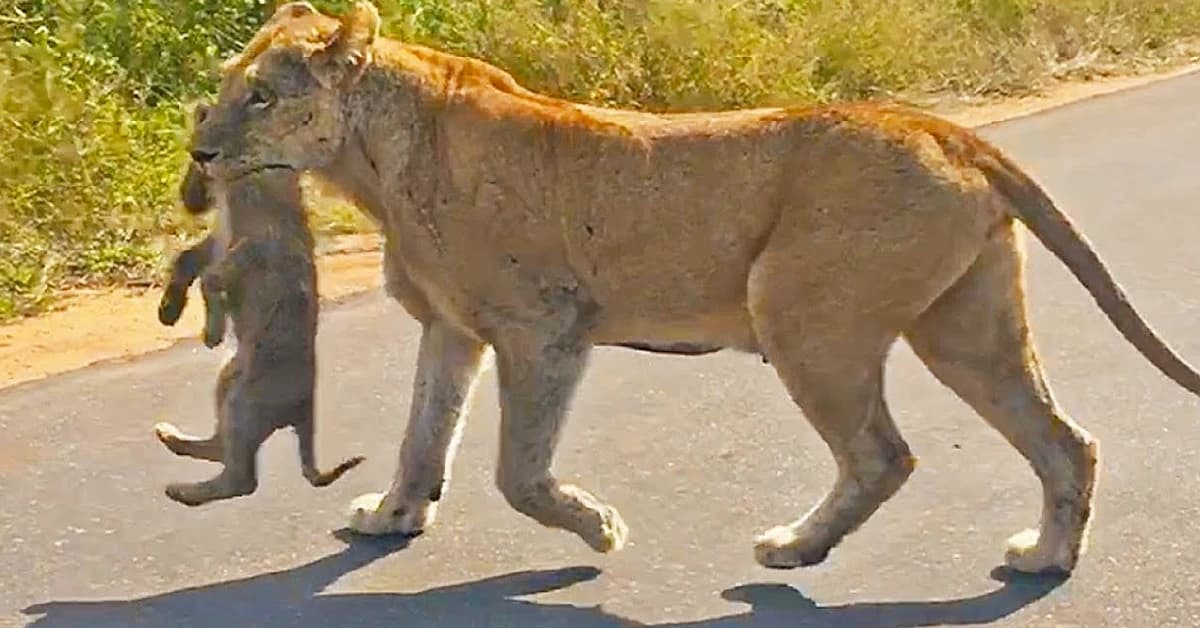 A lioness rescues her 6 cubs after a chase with an elephant (Video)