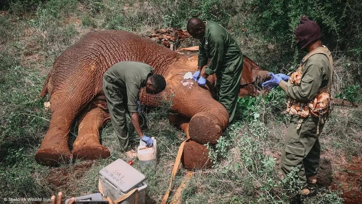 The heroic team rescued the trapped elephant from the cruel trap