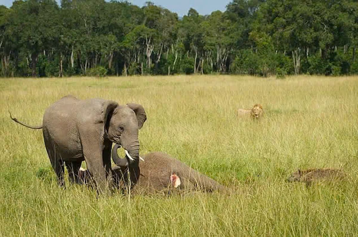 A heartfelt farewell: A baby elephant mourns its mother in Masai Mara